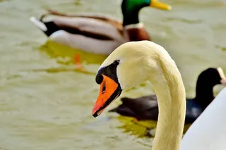 天鹅，鸟，水鸟，水，湖，施维姆沃格尔，白鸟，白天鹅