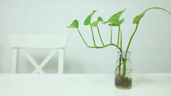 植物,简单,花瓶,白色,绿色莳萝,背景,剖面,室内 植物,简单,花瓶,白色,绿色莳萝,背景,剖面,室内