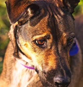 狗，安纳托利亚牧羊犬，牧羊犬，汤斯维尔，注册宠物，一种动物，哺乳动物，动物主题