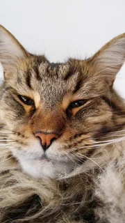 猫,缅因州浣熊,宠物,最大驯养品种,大猫,脸,不开心,动物主题 猫,缅因州浣熊,宠物,最大驯养品种,大猫,脸,不开心,动物主题