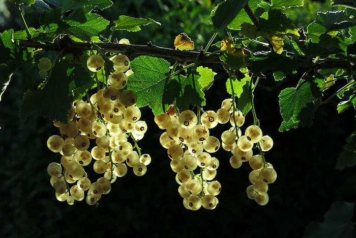 精选、聚焦摄影、米色、花瓣花、白醋栗、水果、灌木、浆果