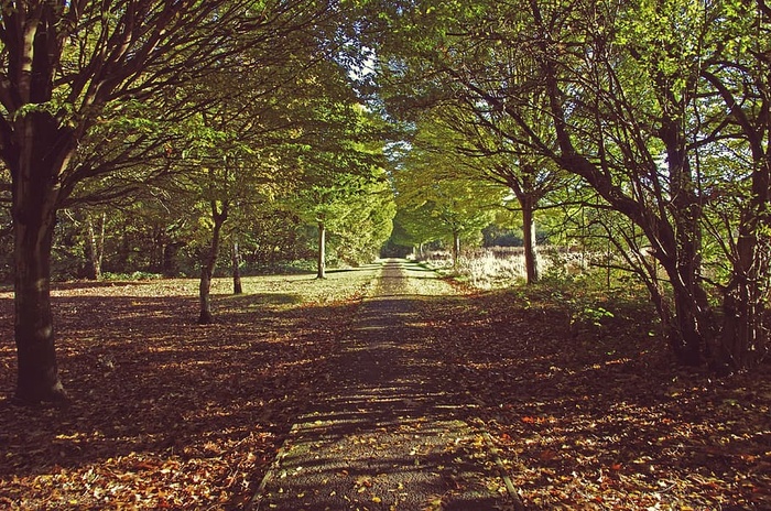 自然、树木、道路、绿色、自然、景观、季节、森林