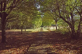 自然、树木、道路、绿色、自然、景观、季节、森林