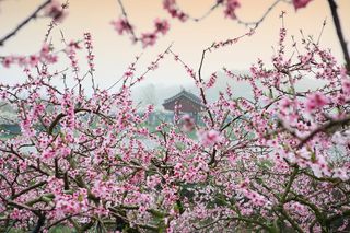 桃花，风景，春天，自然，植物，树木，粉色，植物