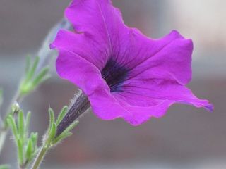 花卉，植物，天然，开花，开花，花瓣，植物，有机