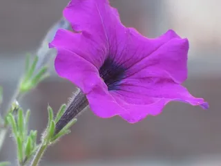 花卉，植物，天然，开花，开花，花瓣，植物，有机
