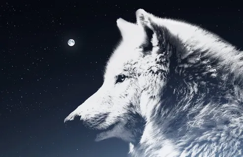 狼、夜空、月亮、大气、神话、白色、精灵、光 狼、夜空、月亮、大气、神话、白色、精灵、光