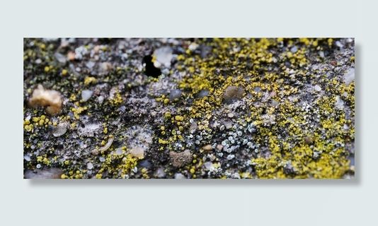 土壤、地衣、沙子、土壤、生长、植物、苔藓、选择性聚焦 土壤、地衣、沙子、土壤、生长、植物、苔藓、选择性聚焦