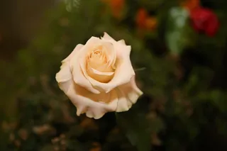 玫瑰，室内，照片，爱，刺，好的，花