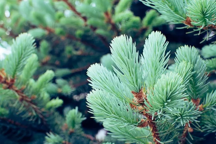 绿叶的浅焦摄影