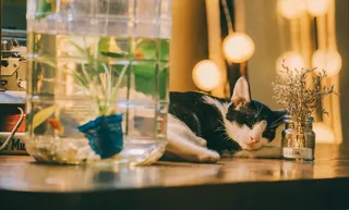 猫, 睡眠, 可爱, 动物, 宠物, 毛皮, 休息, 小猫