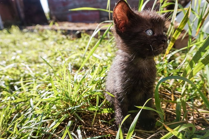 精选的，新的，小猫，猫，小猫，婴儿，动物，动物