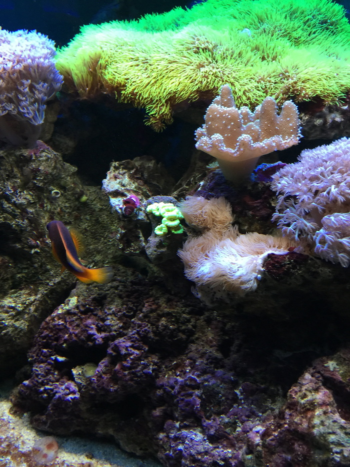 鱼, 水, 水族馆, 水下, 绿色, 海, 野生动物, 野生动物