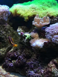鱼, 水, 水族馆, 水下, 绿色, 海, 野生动物, 野生动物 鱼, 水, 水族馆, 水下, 绿色, 海, 野生动物, 野生动物