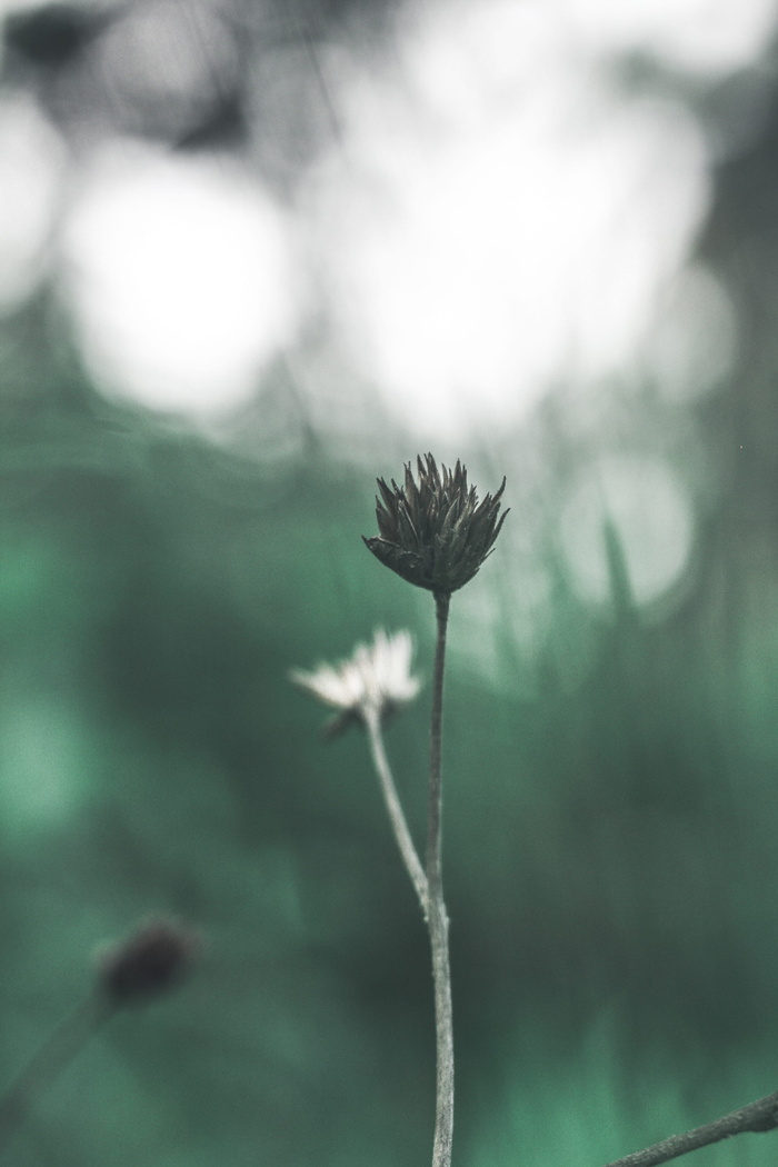 干花的选择性焦点