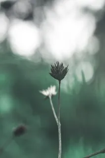 干花的选择性焦点 干花的选择性焦点