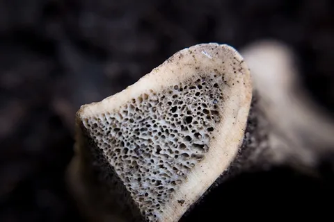 骨骼，骨髓，质地，毛骨悚然，特写，食物，真菌，蘑菇