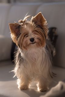 深度，野外照片，石子，狗，小狗，可爱，狗，可爱