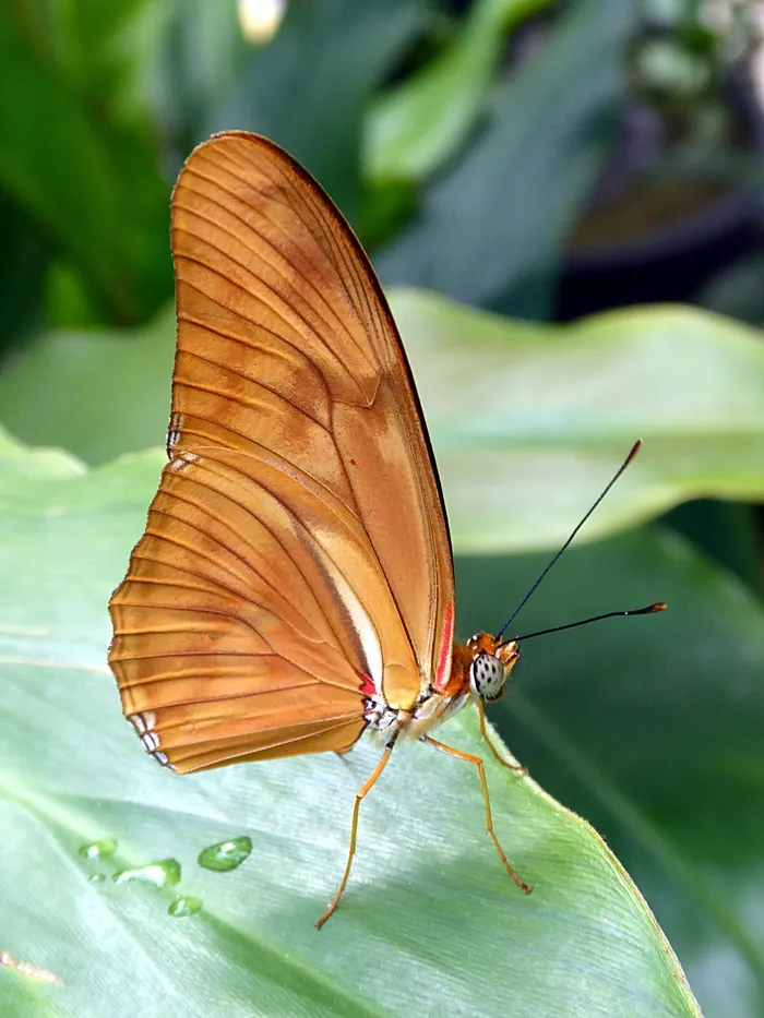 蝴蝶，昆虫，自然，翅膀，大型，无脊椎动物，野生动物，一种动物