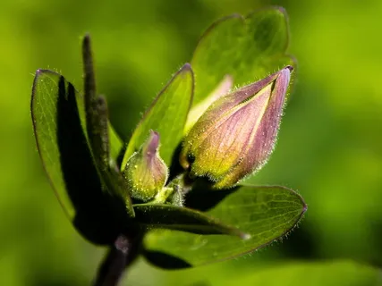 羽扇豆,芽,春天,花,植物,绿色,叶子,生长 羽扇豆,芽,春天,花,植物,绿色,叶子,生长