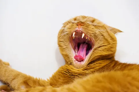 俄罗斯，莫斯科，牙齿，黄猫，小猫，宠物，猫，橙色