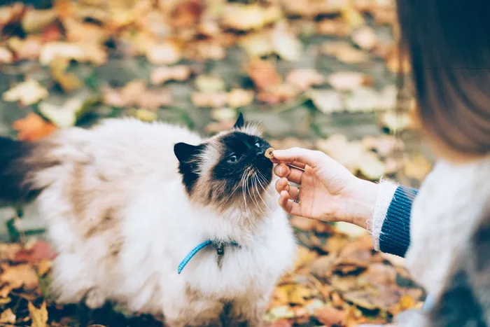 人，给予，食物，长皮毛，棕色，黑色，猫，动物