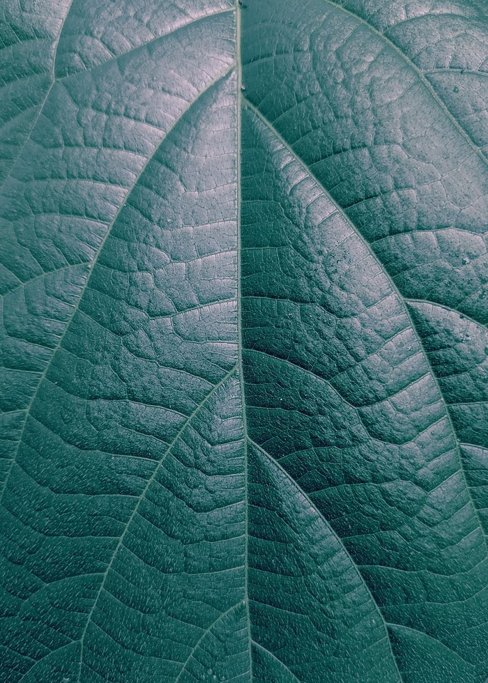 绿叶特写照片