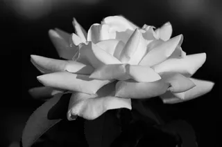 自然，植物群，花，叶，美丽，桌面，花瓣，夏天