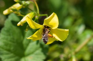 希腊, 阿利莫斯, 帕尼山, 花, 植物, 春天, 自然之美, 非城市场景