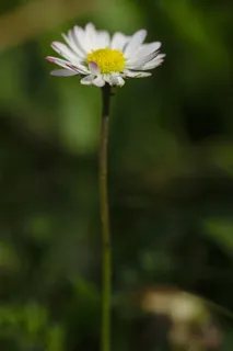 花,白色,巨大,春天,自然,几乎,植物,盛开 花,白色,巨大,春天,自然,几乎,植物,盛开