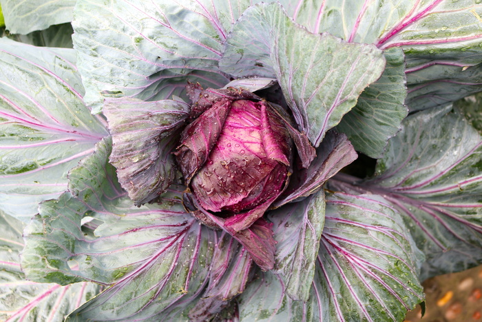 卷心菜、蔬菜、食品、健康、新鲜、有机、素食、绿色