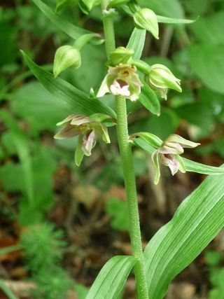 阔叶helleborine，自然，德国兰花，小花，宽，长叶，近，书
