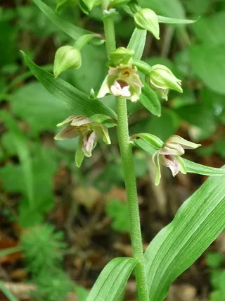 阔叶helleborine，自然，德国兰花，小花，宽，长叶，近，书