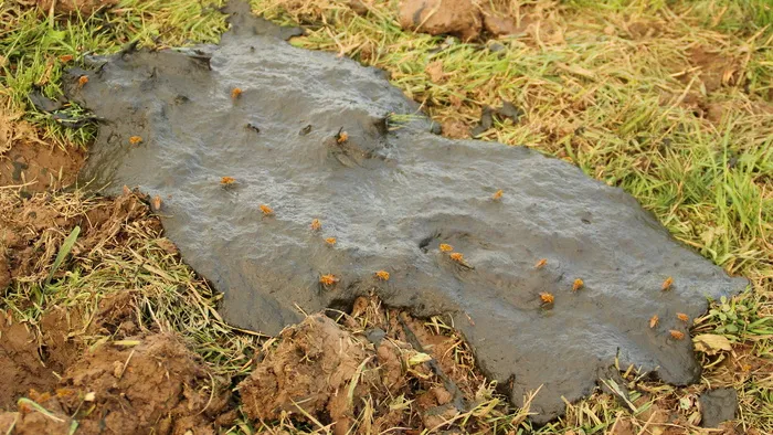 粪便、苍蝇、果实累累、昆虫、牛粪、恶臭、恶心、植物