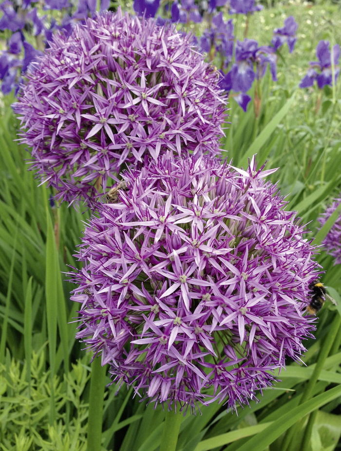 星光月桂、葱、球、花园球月桂、紫色、花园、花朵、花朵