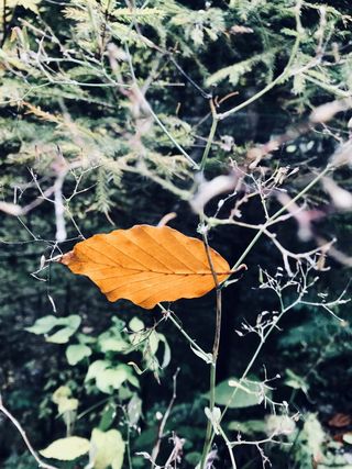 叶子，秋天，秋天，秋天，黄色，墙纸，冬天来了，特写