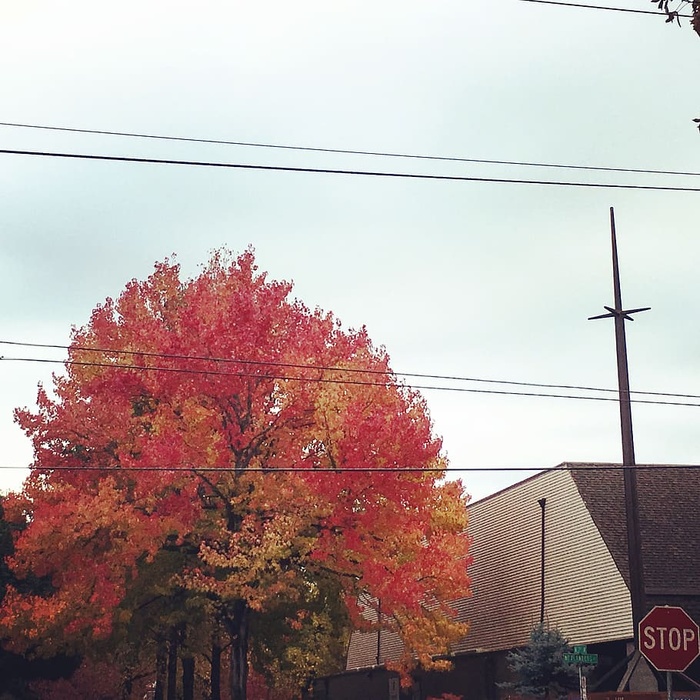 波特兰，秋天，秋天，电缆，树木，天空，电力，建筑外部