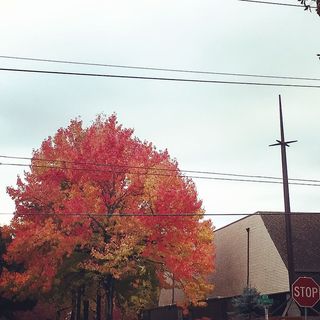 波特兰，秋天，秋天，电缆，树木，天空，电力，建筑外部