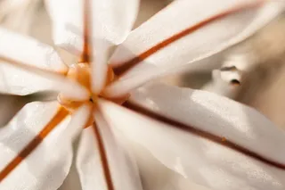 希腊, 阿利莫斯, 帕尼山, 花, 植物, 春天, 自然之美, 非城市场景