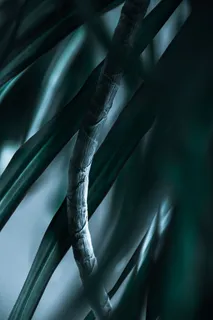 绿叶线状植物对焦摄影