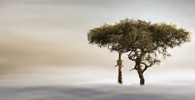 长颈鹿,树,非洲,动物世界,狩猎,云,天空,吃 长颈鹿,树,非洲,动物世界,狩猎,云,天空,吃