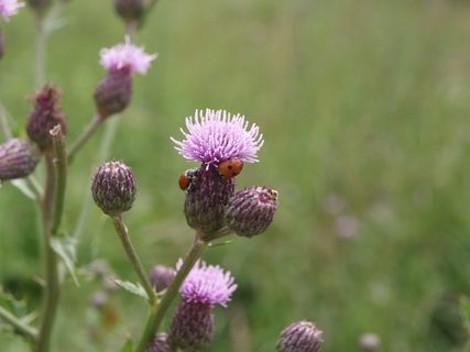瓢虫，植物，自然，瓢虫，昆虫，甲虫，花，开花植物