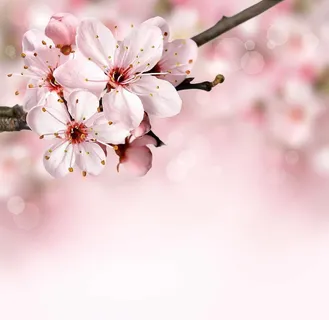 背景,花,花,博克,树枝,植物,花,花 背景,花,花,博克,树枝,植物,花,花