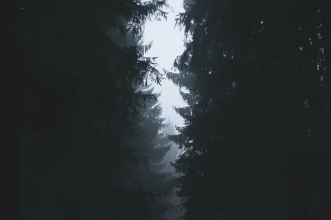 雾，雾，森林，自然，树木，森林，树木，植物