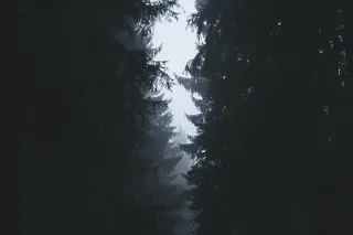 雾，雾，森林，自然，树木，森林，树木，植物