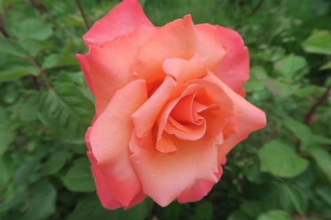 玫瑰，阿尔古尔，自然，花，开花植物，植物，自然之美，花瓣