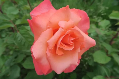 玫瑰,阿尔古尔,自然,花,开花植物,植物,自然之美,花瓣 玫瑰,阿尔古尔,自然,花,开花植物,植物,自然之美,花瓣