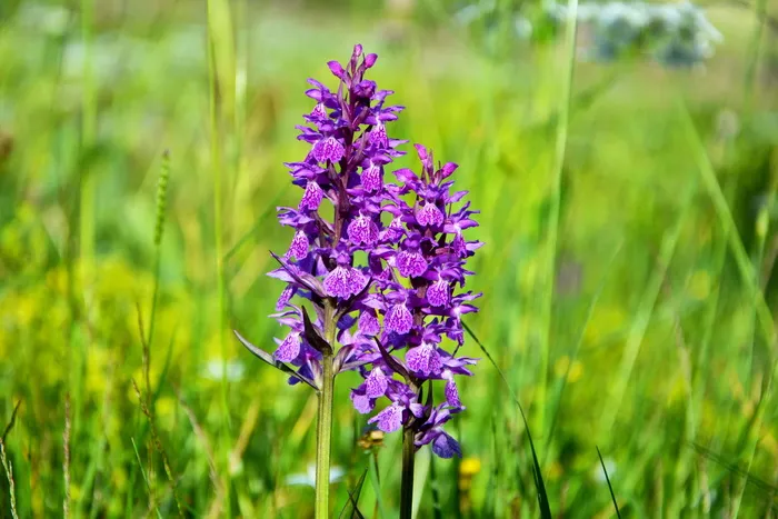花，自然，宏，春天的花，植物，花，叶都，春天