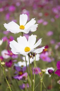 鲜花, 自然, 花, 原野, 床, 白, 紫色, 茎 鲜花, 自然, 花, 原野, 床, 白, 紫色, 茎