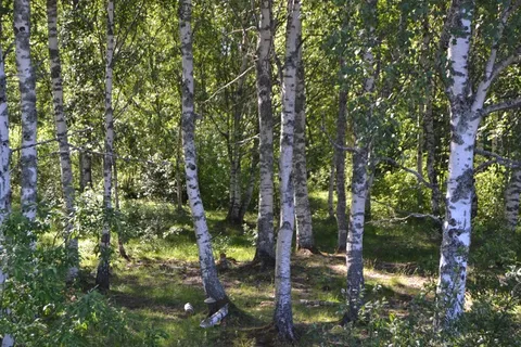 白桦树, 森林, 桦木, 瑞典, 树, 硬木, 植物, 土地 白桦树, 森林, 桦木, 瑞典, 树, 硬木, 植物, 土地